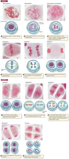 an image of different types of blood vessels