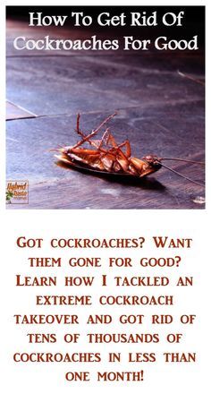 an advertisement for cockroaches on the ground with caption about how to get rid of cockroaches