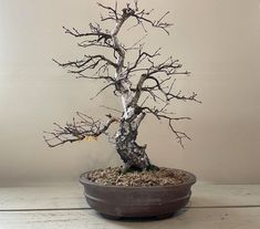 a bonsai tree in a pot on a table