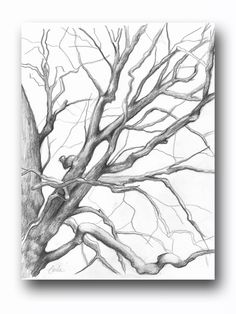 a pencil drawing of a tree with no leaves on it, and the branches are bare