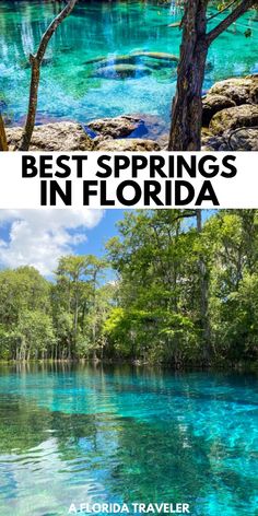 the blue river in florida with text overlaying it that reads best springs in florida