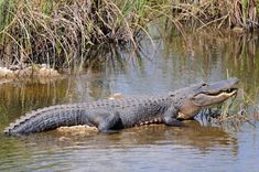 an alligator in the water with its mouth open