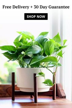 a potted plant sitting on top of a wooden table next to a window with the words free delivery + 30 day guarantee