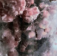 closeup of pink and white flowers with water droplets on it's surface,