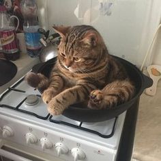 a cat sitting in a pan on top of a stove