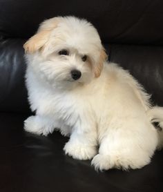 a small white dog sitting on top of a black couch