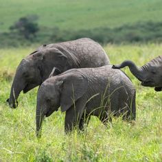 three elephants are walking through the tall grass in front of some trees and bushes, with one baby elephant touching its trunk