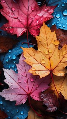 colorful autumn leaves with water droplets on them