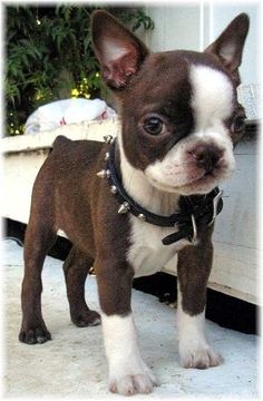 a small brown and white dog standing on top of a floor