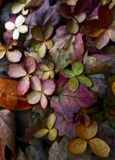 the leaves are all over the ground and on top of each other in different colors