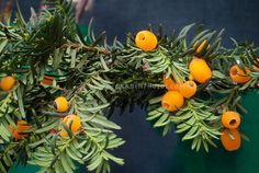 oranges are growing on the branches of an evergreen tree, with green leaves and yellow berries