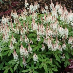 white and pink flowers are growing in the garden