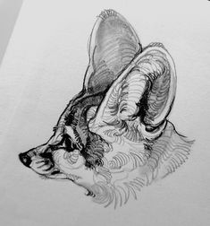 a pencil drawing of a dog's head