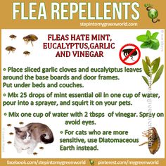 a sign describing the benefits of flea repellents for cats and dogs, with information on how to use them