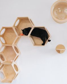 a black cat laying on top of a wooden shelf next to shelves with hexagonal shapes