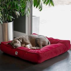 a dog is sleeping on a red bed next to a potted plant and window