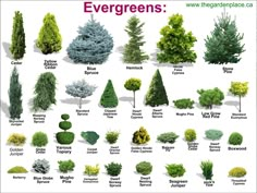 the different types of evergreens