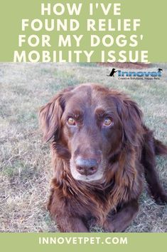 a brown dog laying on top of a grass covered field with the words how i've found relief for my dogs'mobility