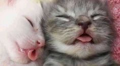 two kittens are sleeping next to each other with their mouths open and eyes closed