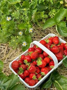 two plastic containers filled with strawberries sitting on the ground next to plants and flowers