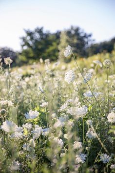 a field full of white flowers with trees in the background