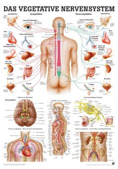 diagram of the nervous system in human body with caption for description and pictures on it