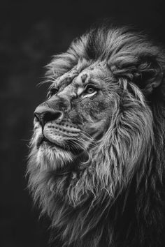 a black and white photo of a lion