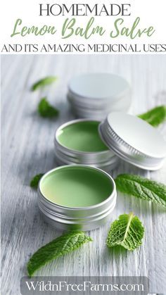 Unlock the secret health benefits of natural Homemade Lemon Balm Salve. Discover its incredible healing properties and its versatility in soothing everything from cold sores to shingles. #lemonbalmsalve #lemonbalmsalveuses How To Dry Lemon Balm Leaves, How To Preserve Lemon Balm, Calendula Salve Benefits, Tallow Balm Recipe For Face, Dried Lemon Balm Uses, Usnea Salve, Levo Recipes, Uses For Lemon Balm, Lemon Balm Salve