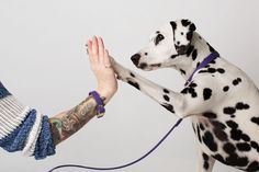 a dog is being petted by a woman with tattoos on her arm and leg