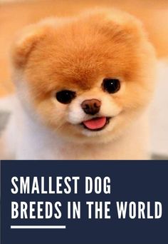 small dog breeds in the world