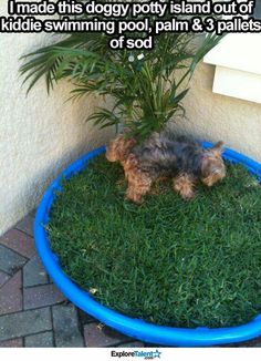 a small dog sitting in the grass next to a potted plant on top of a lawn