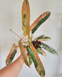 a hand holding a plant with green and red leaves