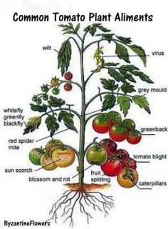 the parts of a tomato plant