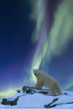 a polar bear standing on top of a snow covered hill under an aurora bore in the sky