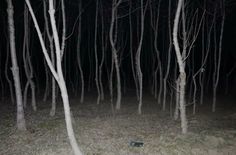 a dark forest filled with lots of tall white trees at night, all lit up by flashlights