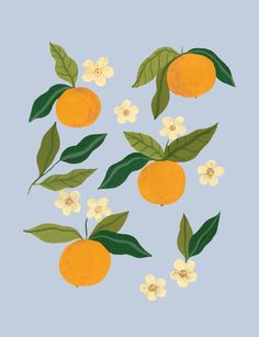 oranges with green leaves and white flowers on a light blue background in the shape of a circle