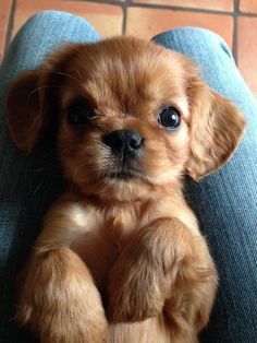 a small brown dog sitting on top of a person's lap with his paw up