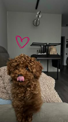 a brown dog sitting on top of a couch next to a pink heart drawn on the wall