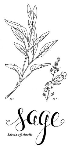 the word sage written in cursive writing with an image of a plant and leaves