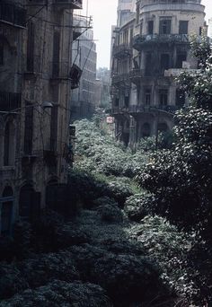 an old run down city street with lots of trees and buildings on both sides, in the foreground