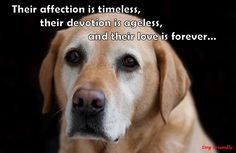 a dog is looking at the camera with a caption in front of it that reads, their affection is timesless, their devition is ageless, and their love is forever