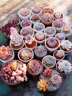 there are many different types of succulents in the pots