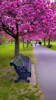 a park bench sitting next to a tree filled with pink flowers