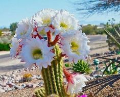 a cactus with white and pink flowers in the desert