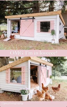 the chicken coop has pink shutters on it