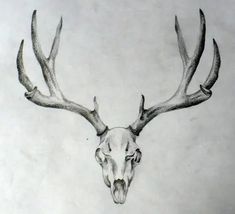 a pencil drawing of a deer's head with antlers