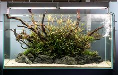 an aquarium with plants and rocks in it