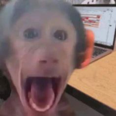 a monkey with its mouth open in front of a laptop