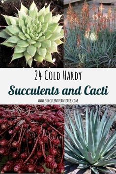 some plants and flowers with the words 24 cold hard succulents and cacti