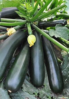 several cucumbers with green leaves and yellow flowers